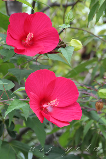 ジュラシックパークに咲く赤い花 タイタンビカス Usj与太話