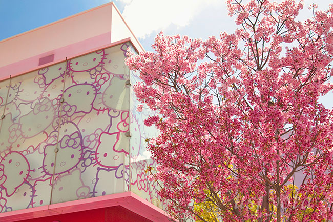 『カップケーキドリーム』の周りに植えられている桜
