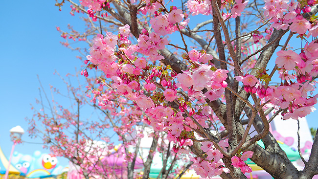 ユニバーサルワンダーランドの桜