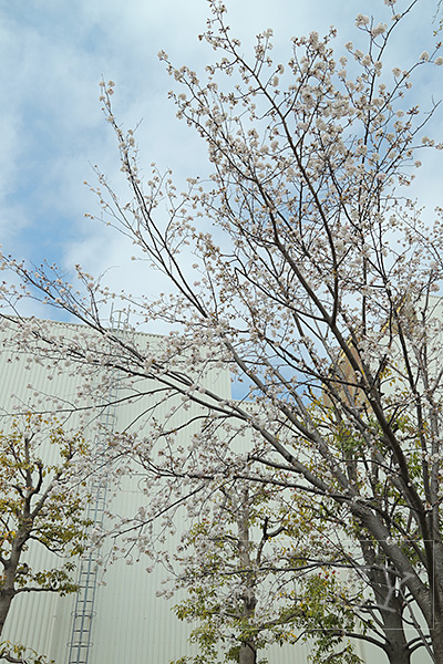 USJに咲く桜ニューヨーク図書館前
