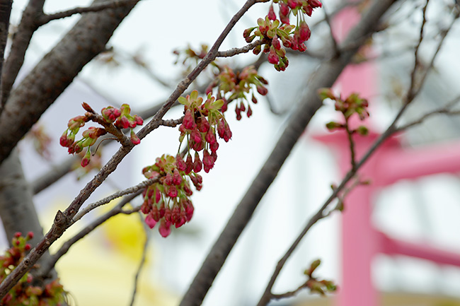 カップケーキドリームの桜