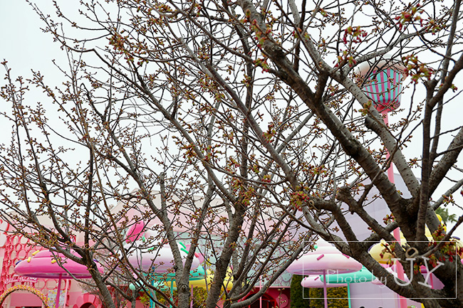 カップケーキドリームの桜