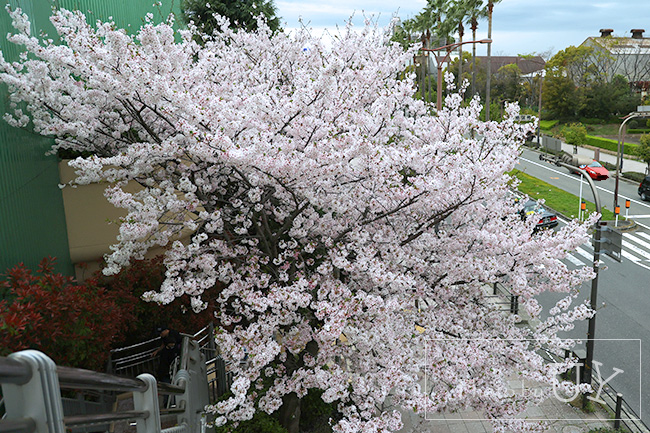 大門横に咲く桜