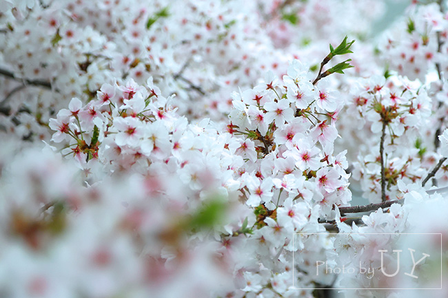 大門横に咲く桜・ソメイヨシノ