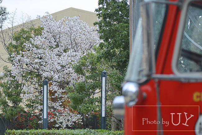 桜