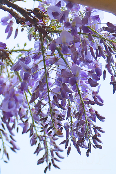 フォッシル・フュエルズ裏の藤の花