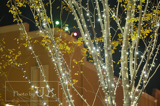 おさるのジョージ前グリーンストリートライトアップ