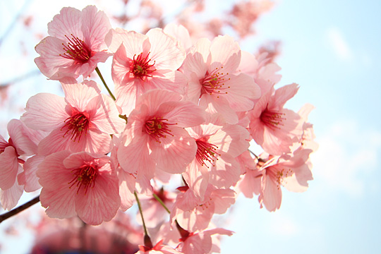 ユニバーサルワンダーランドの桜