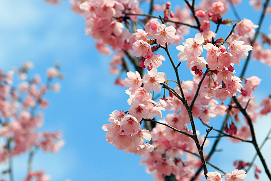 ユニバーサルワンダーランドの桜