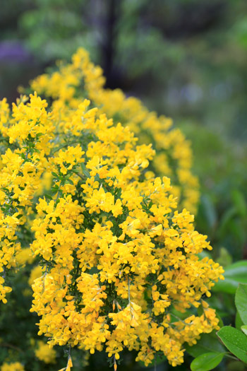 ＵＳＪの花たち