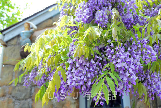 藤の花